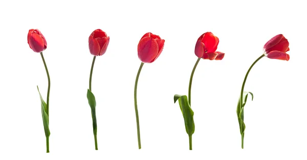 Tulpen geïsoleerd op wit. — Stockfoto