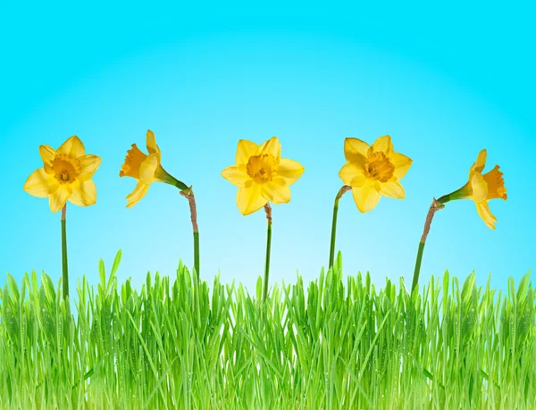 Daffodils in green fresh grass on blue sky background. — Stock Photo, Image