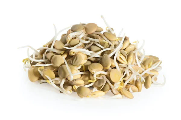 Sprouted lentils on a white background. — Stock Photo, Image