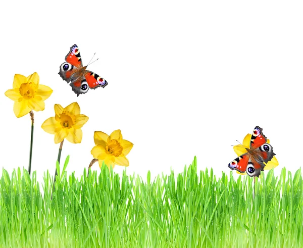 Zelená tráva, květiny a motýly na bílém pozadí. — Stock fotografie