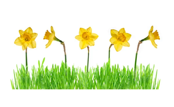 Green grass with daffodils isolated on white. — Stock Photo, Image