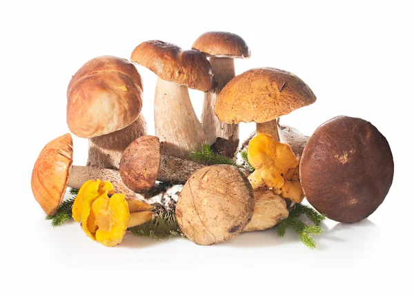 Fresh forest edible mushrooms on a white background. — Stock Image Fresh forest edible mushrooms on a white background. Stock Photo