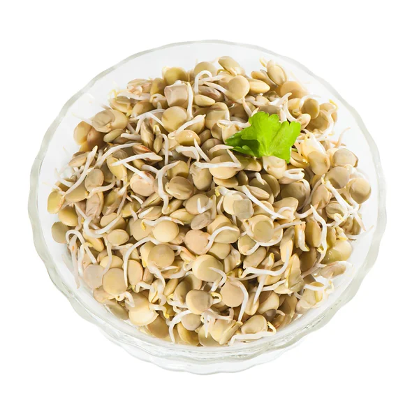 Sprouted green lentils in a glass salad bowl. — Stock Photo, Image