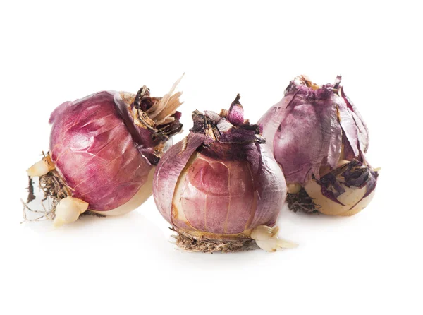 Three bulbs of hyacinth isolated on white. — Stock Photo, Image