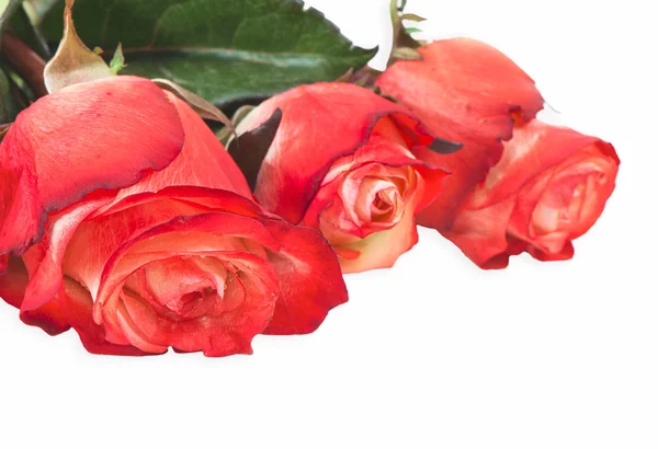 Röda rosor på vit bakgrund med utrymme för text. — Stockfoto