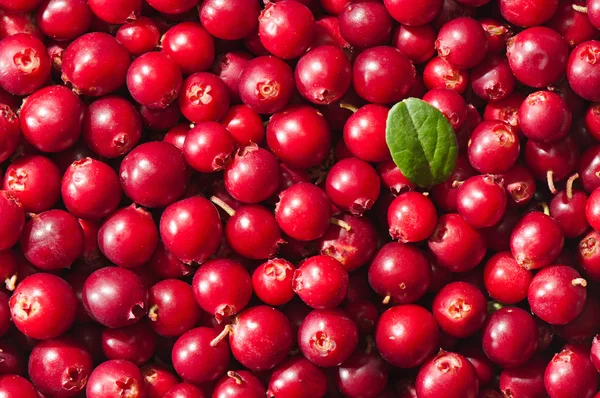 Ώριμα cranberries. Υπόβαθρο των μούρων. — Φωτογραφία Αρχείου