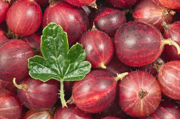 Maturare uva spina rossa. La consistenza delle bacche . — Foto Stock