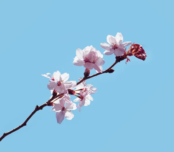 Une branche de fleurs de cerisier isolée sur fond bleu . — Photo