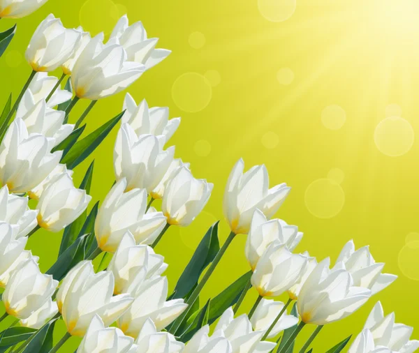 Bílé tulipány na rozmazané pozadí s bokeh. Jarní karta s — Stock fotografie