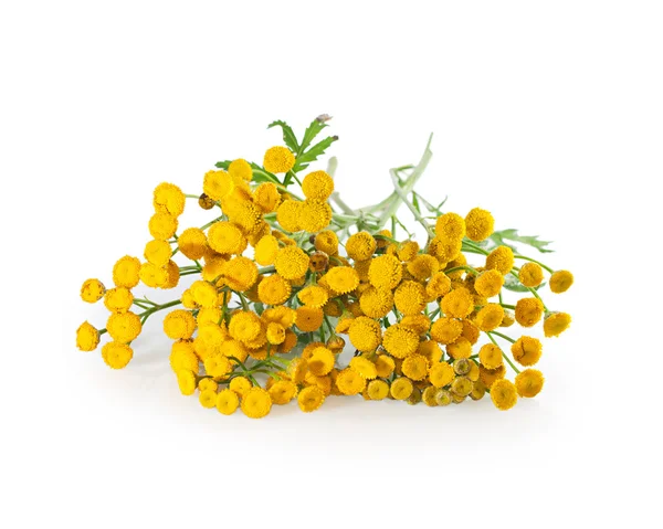 Herb tansy isolado em branco. Planta com flores close-up . — Fotografia de Stock