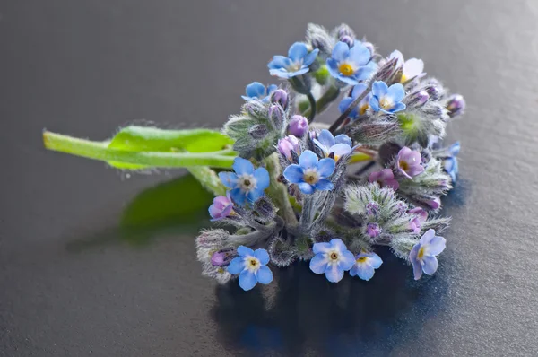 忘れての花束-灰色の背景に私. — ストック写真