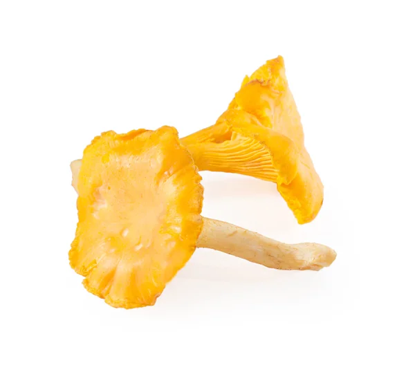 Chanterelles gomba fehér alapon. — Stock Fotó