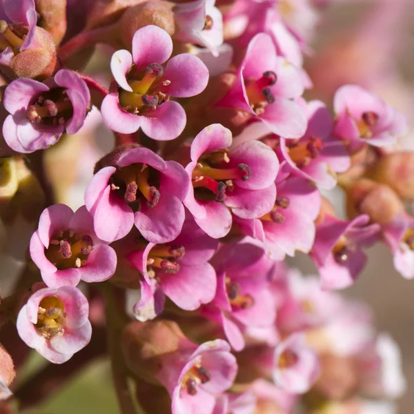 Zbliżenie kwiatów Bergenia. — Zdjęcie stockowe