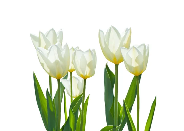 Tulipes blanches isolées sur un fond blanc. — Photo