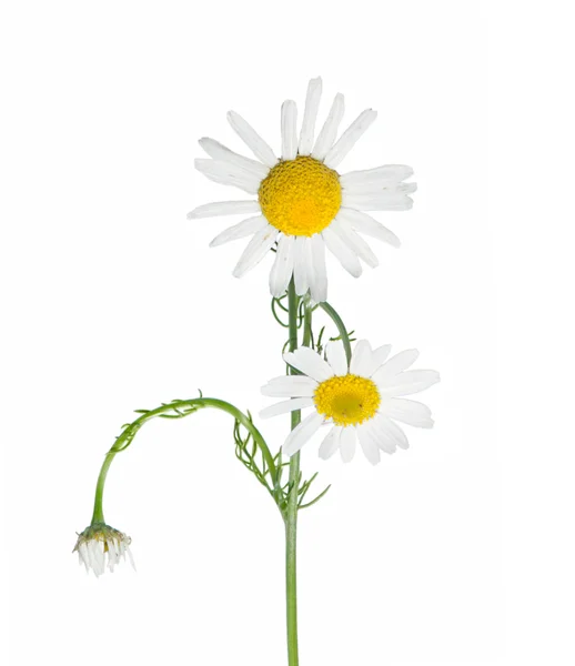Kamilla gyógynövény, elszigetelt fehér background. — Stock Fotó