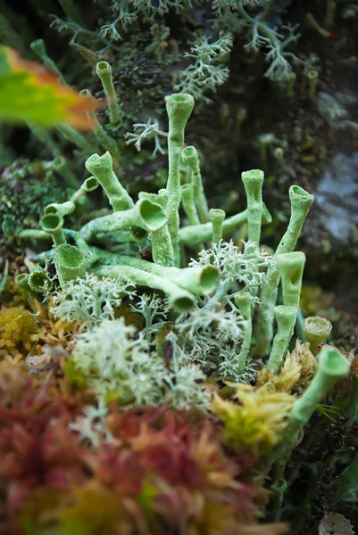 Macro of different cup lichens (Cladonia species) and moss in th — Stock Photo, Image