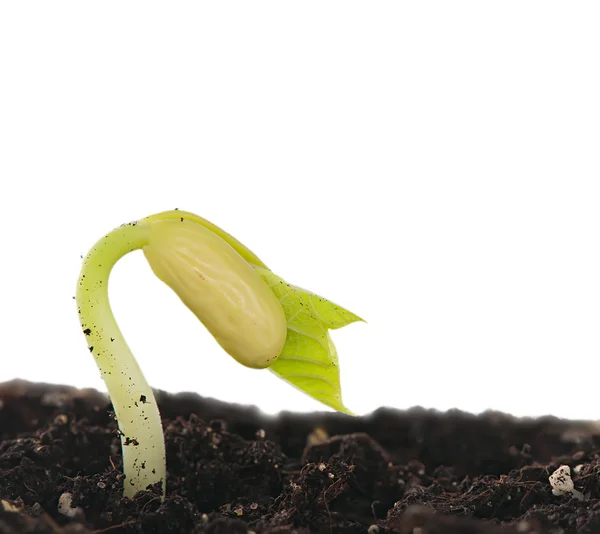 Seedling beans in the ground, isolated on white background. — Stock Photo, Image