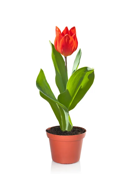 Rode tulip in een bloempot, geïsoleerd op wit. Stockfoto