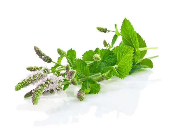 Flowers and leaves of fresh mint on a white background. — Stock Photo, Image