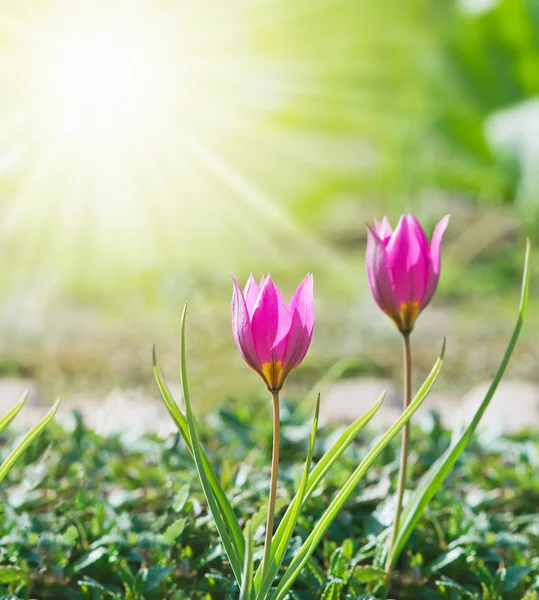 Jarní pozadí s tulipány, osvětlena Sluncem. — Stock fotografie