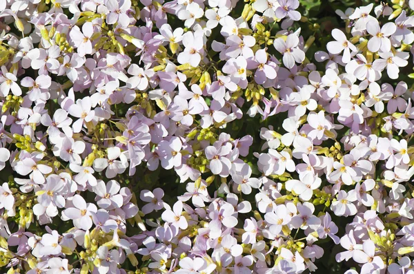 Fundo de flores rosa Arabis . — Fotografia de Stock