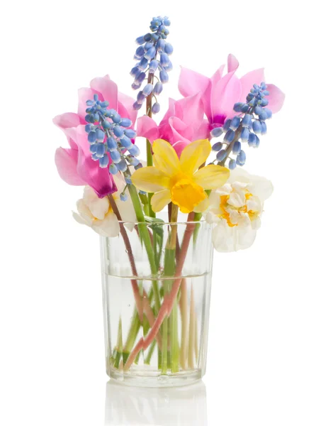 Fleurs de printemps cyclamen, muscari, jonquilles en verre . — Photo