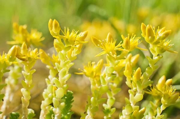 Goldmoss Stonecrop (Sedum acre) flor y hojas . — Foto de Stock