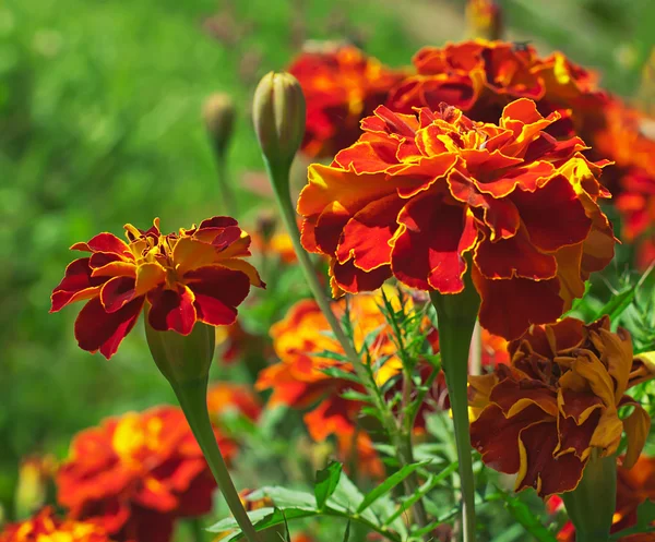 Blommande ringblommor (tagetes) i trädgården — Stockfoto