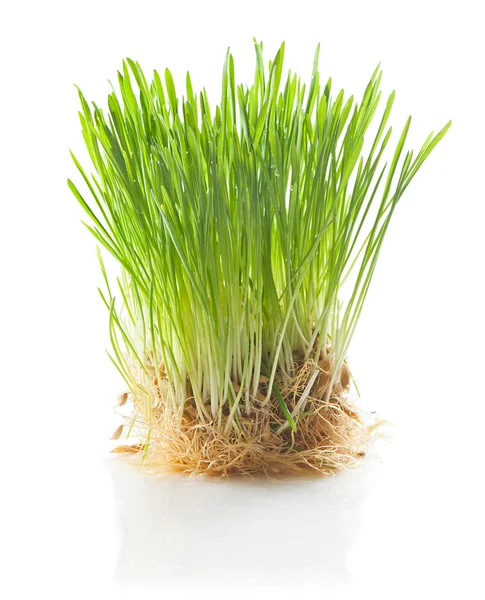 Young green sprouts of of oats on a white background. — Stock Photo, Image