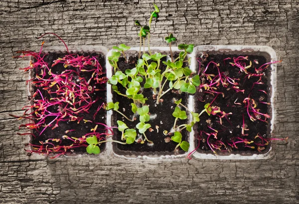 Sadzonki organicznych rzodkiewka i buraka uprawa w glebie — Zdjęcie stockowe