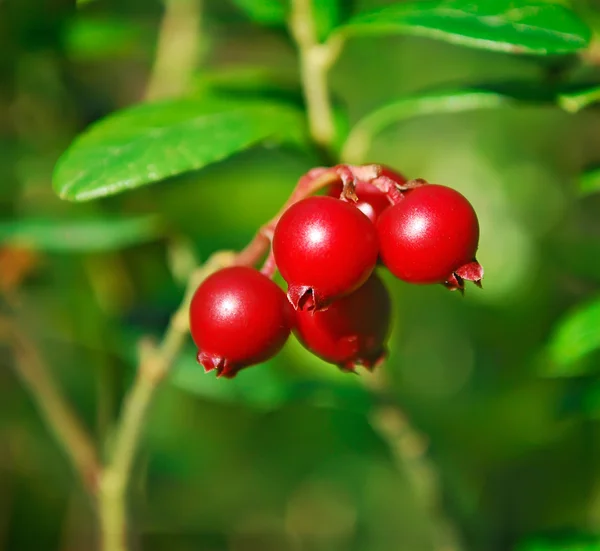 Cowberry berries grow in the woods close-up. — Stock Photo, Image