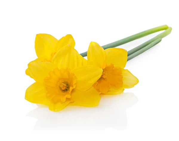 Jonquilles jaunes isolées sur fond blanc. Carte de Pâques avec — Photo