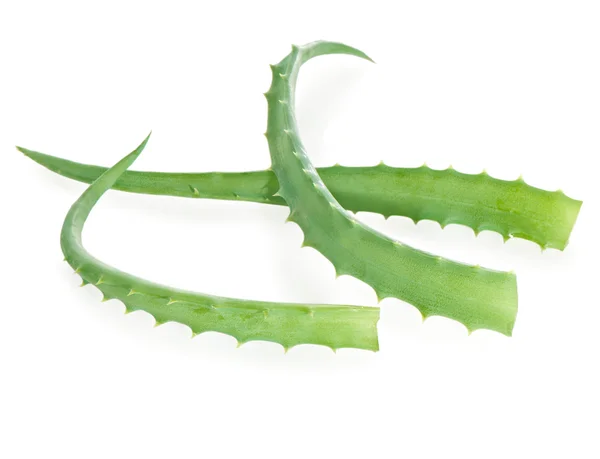 Aloe blad närbild, isolerade på vit. — Stockfoto