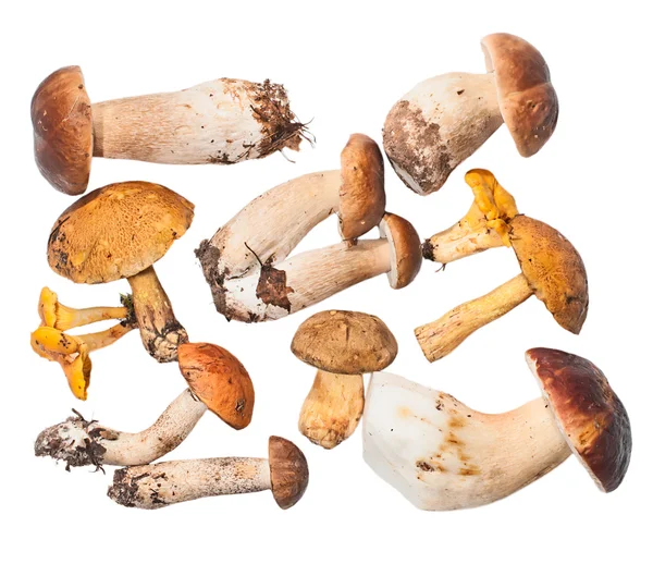 Set van eetbare paddestoelen: witte schimmel vliegwiel, bronskleurig, oranje — Stockfoto