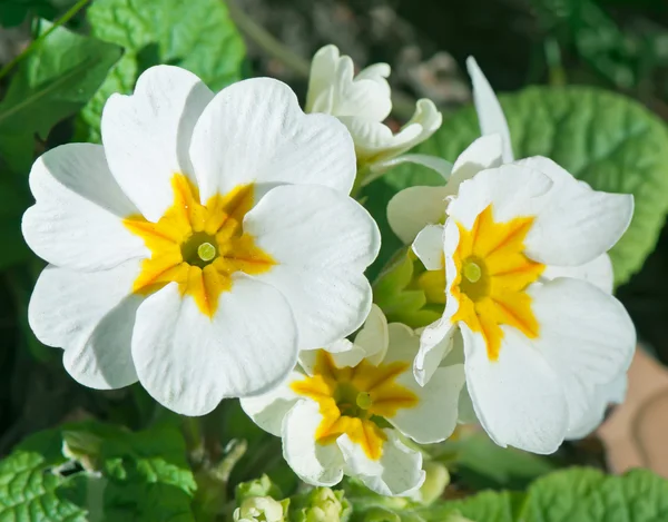 Blommande Primrose utomhus — Stockfoto