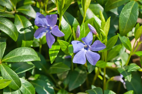 Vinca minor Pflanze mit Blumen im Freien — Stockfoto