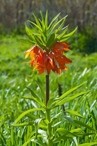 Laranja coroa flores imperiais (Fritillaria imperialis) ao ar livre . — Fotografia de Stock