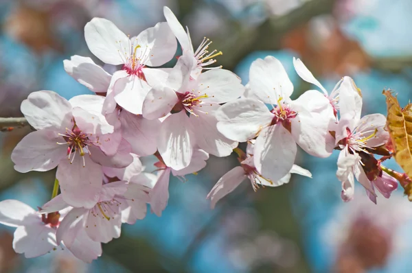Körsbär blommar (sakura) mot himlen — Stockfoto