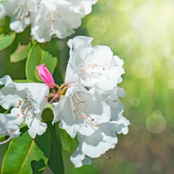 Rododendro-branco (Ericaceae) em flor, iluminado pelo sol — Fotografia de Stock