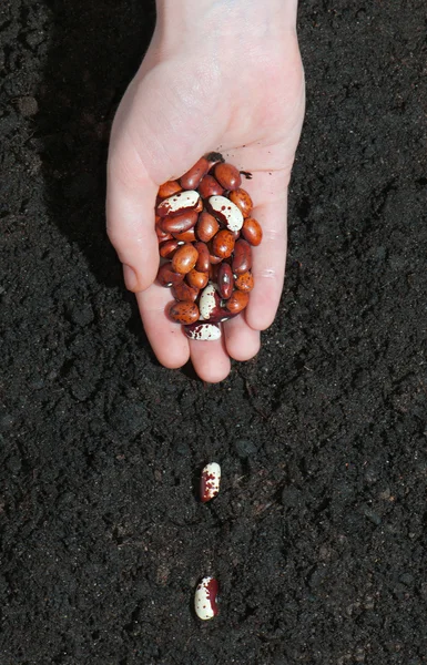 Vrouwelijke handen bean zaden in de grond planten. Stockfoto