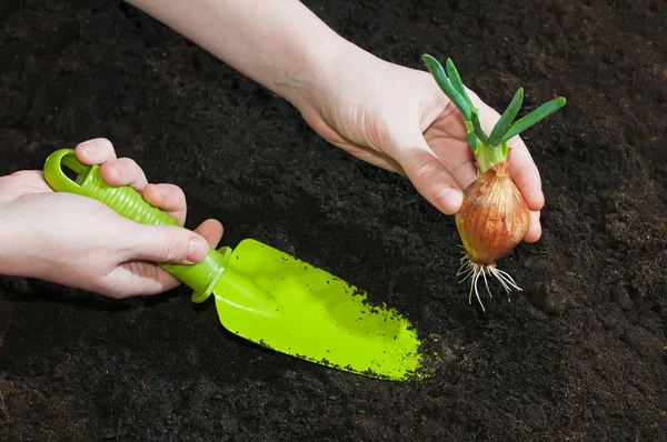 Plantar cebolas com brotos verdes no chão com uma pá g — Fotografia de Stock