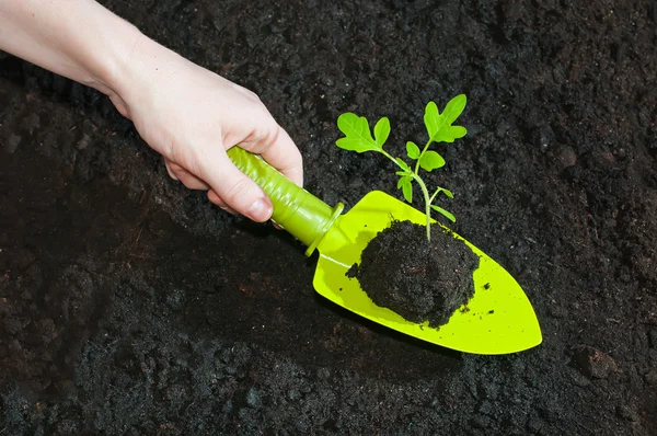 Vrouwelijke hand tomaat zaailingen die groene scheuten in de grond planten — Stockfoto