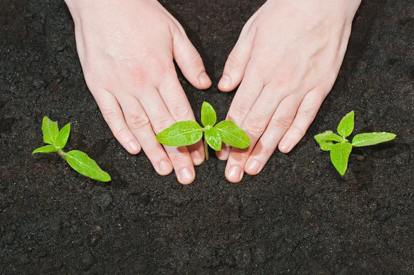 Kvinnliga händer plantering gröna skott av solros plantor i den — Stockfoto