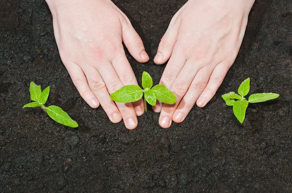 Mãos femininas plantando brotos verdes de mudas de girassol no Imagens Royalty-Free