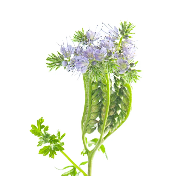 Phacelia flowers and leaves on a white background. — Stock Photo, Image