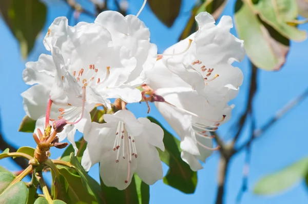 Bloeiende witte rhododendron (Ericaceae) — Stockfoto