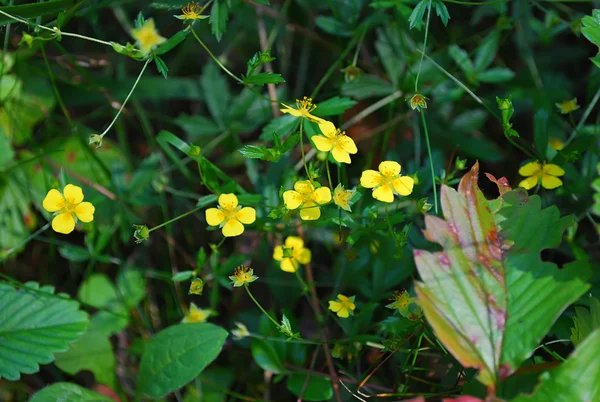 Potentilla erecta (tormentilla erecta) ört. — Stockfoto