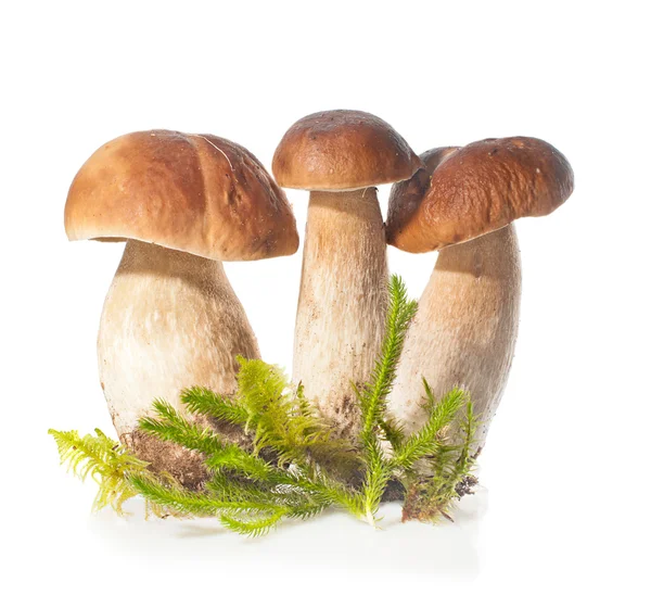 Drie Boletus Edulis paddestoel en moss op witte achtergrond — Stockfoto