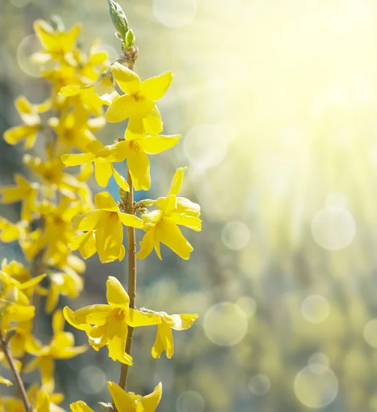 Spring background with bokeh and yellow forsythia. — Stock Photo, Image