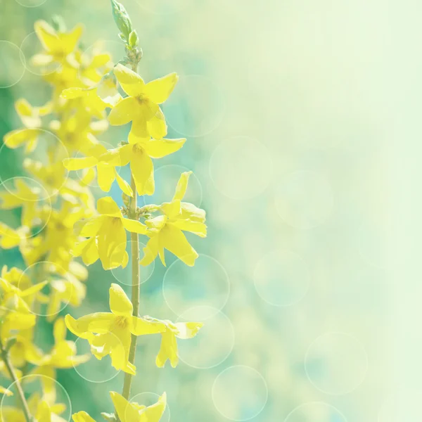 Forsythia flores sobre fondo borroso con bokeh. Tarjeta de primavera — Foto de Stock